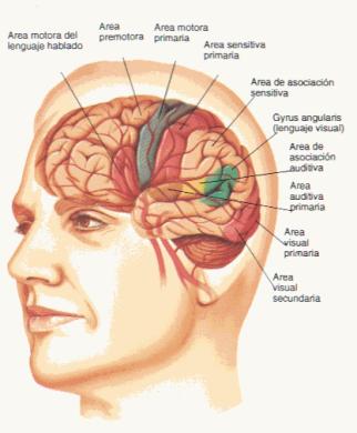 Funcionamiento Del Cerebro Humano Pdf To Jpg