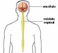 Esquema del Sistema nervioso central 