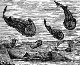 Resultado de imagen de primeros peces era paleozoica