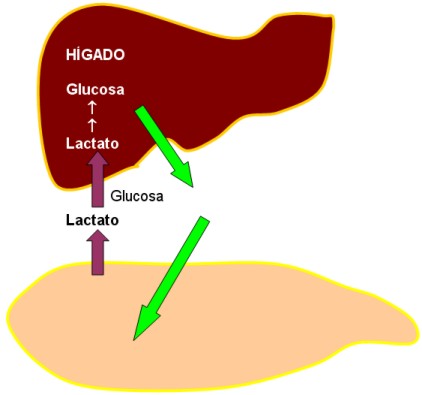 acidolactico004