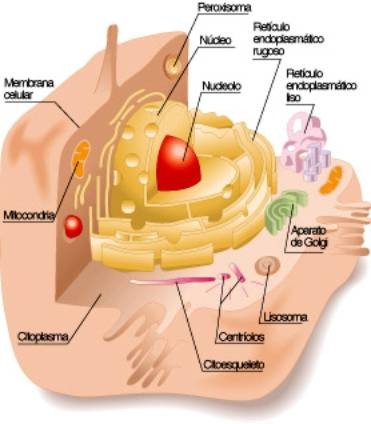 celula animal y sus partes. celula vegetal y celula animal