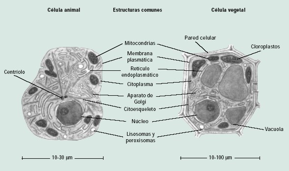 Comparación célula animal y vegetal