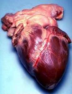 Resultado de imagen de corazon humano