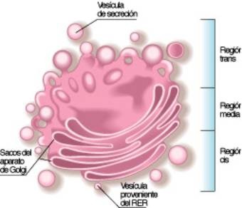 Aparato de Golgi