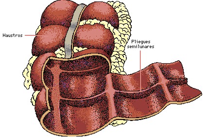 el intestino