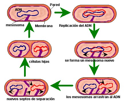 bacteria014