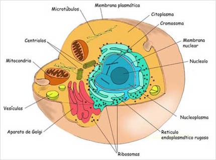 celula procariota estructura. Célula eucariota