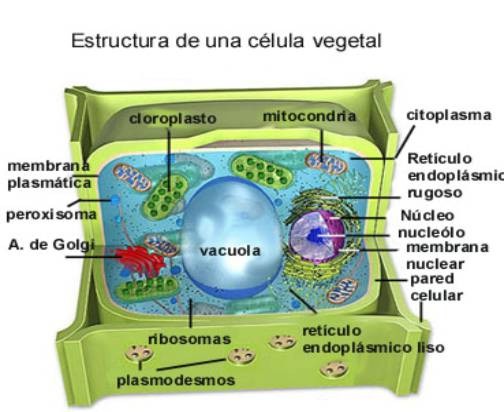 celula vegetal y sus partes. Estructura de una célula
