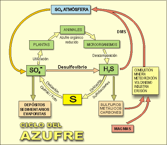 ciclo azufre