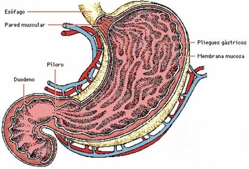 estomago003