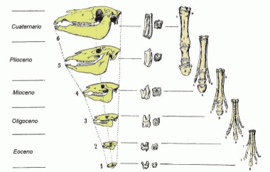 Evolución015A