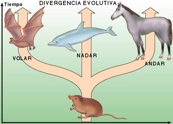 evolución022