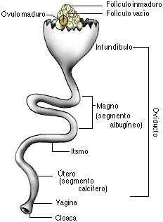 Sistema Reproductor Femenino Pdf