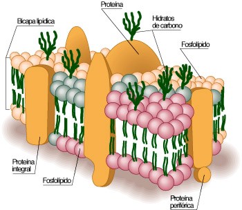 Membrana celular