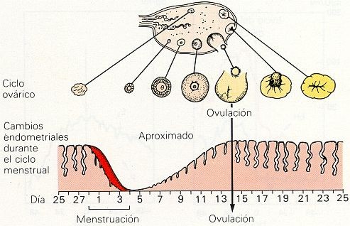 menstrual002