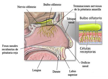 olfato_pituitaria