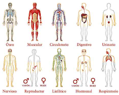 cuerpo humano organos. nervios, órganos de los