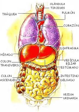 Los Organos Del Cuerpo Humano Por Dentro