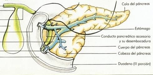 pancreas003