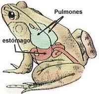 Resultado de imagen para respiracion en sapos y ranas