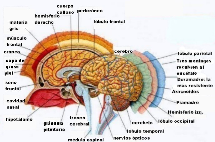 sistemaendocrino001