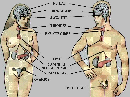 sistema endocrino