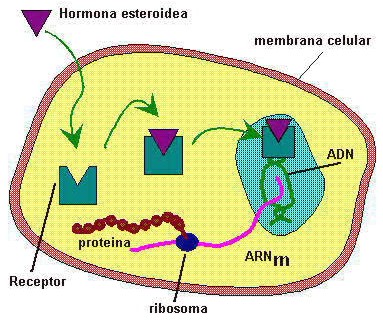 Tipos de receptores de hormonas esteroideas
