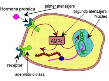 Hormonas esteroideas estructura y funcion