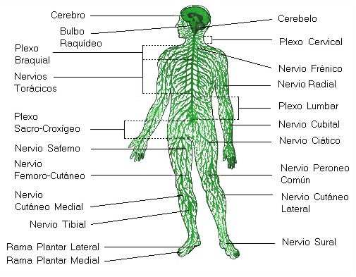 http://www.profesorenlinea.cl/imagenciencias/sistemanervioso003.jpg