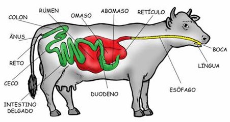 Como Es El Sistema Digestivo De Las Vacas