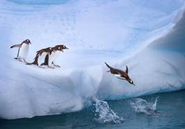http://2.bp.blogspot.com/-vmzbkQxa7FQ/UJQWfXaSUZI/AAAAAAAAIIc/X4UysaNusJQ/s1600/fracasa-la-negociacion-para-proteger-la-fauna-marina-del-oceano-antartico-2.jpg