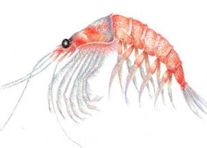 krill