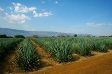 http://avstralis.files.wordpress.com/2008/06/agaves.jpg