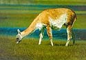 Guanaco