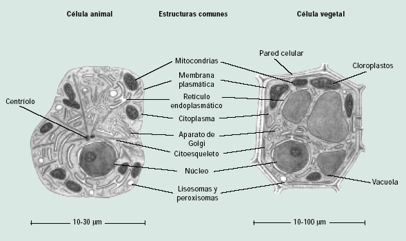 ComparaciÃ³n cÃ©lula animal y vegetal