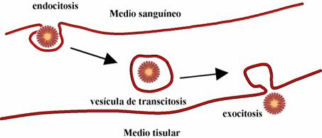 Transportecelular014