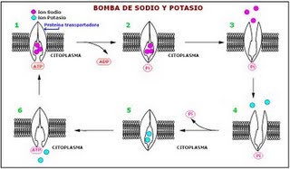 Volumen celular 005