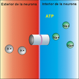 Volumen celular 007