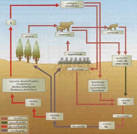 Ciclo Nitrógeno