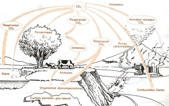 Ciclo Carbono