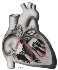 CorazonMyF006