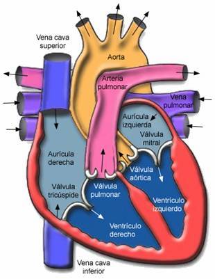 CorazonMyF010