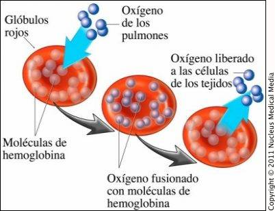 Hemoglobina