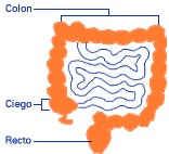 IntestinoGrueso001