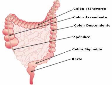 IntestinoGrueso003