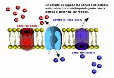 potencialbiolectrico002