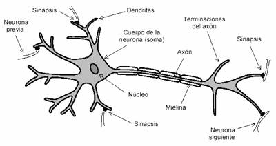 potencialbiolectrico004