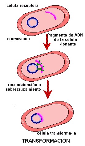 bacteria015