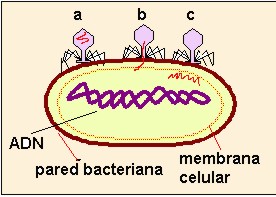 bacteria020