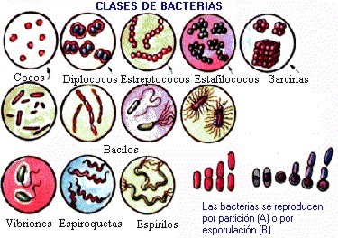 bacteria025
